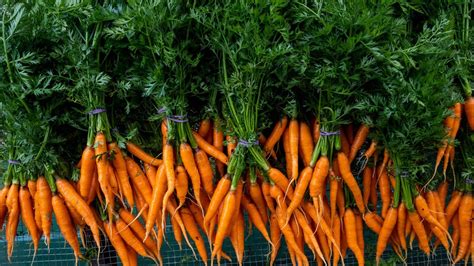 carrot fertilization