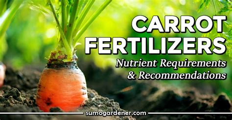 carrot fertilizer