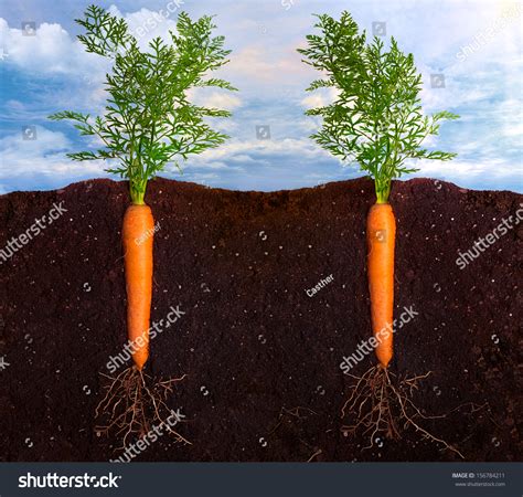 carrots grow underground how fruits and vegetables grow Reader