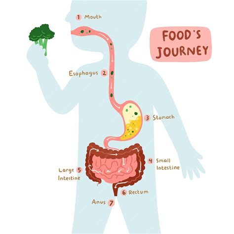cartoon journey through digestive system PDF