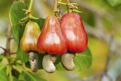 cashew fruit