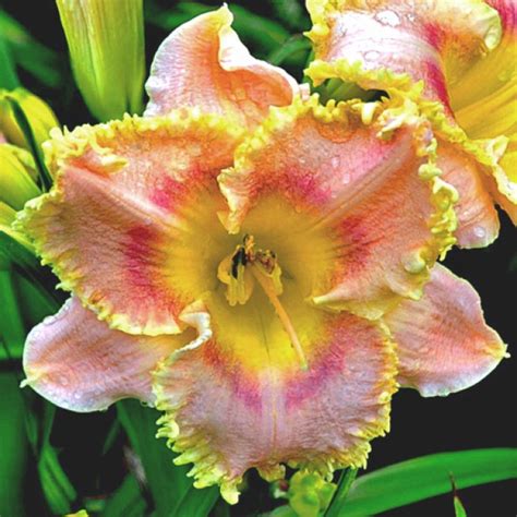 Castle Whispers Walkthrough