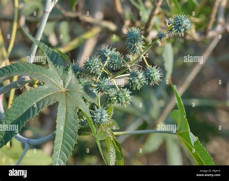 castor oil plant poisonous