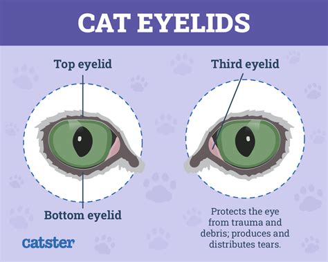 cat's inner eyelids showing