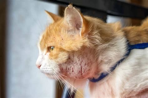 cat abscess healing stages