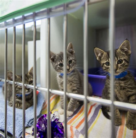 cat adoption centers near me