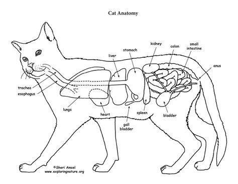 cat anatomy coloring Epub