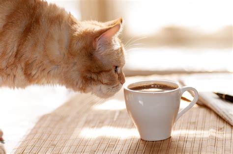 cat and coffee