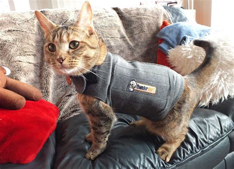 cat and thundershirt