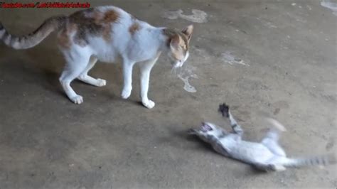 cat attacking cat