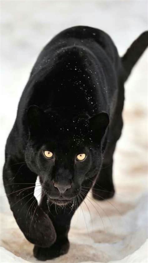 cat black puma