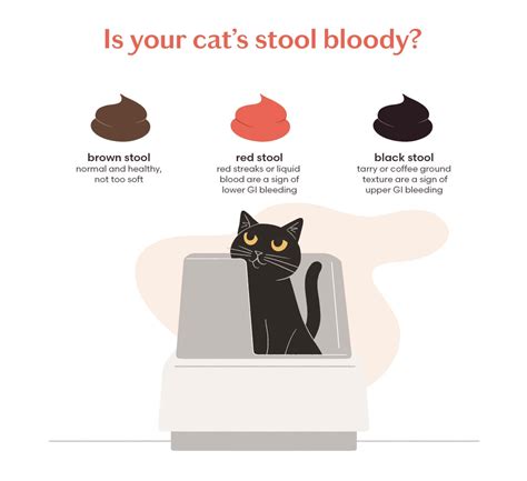 cat bloody stool