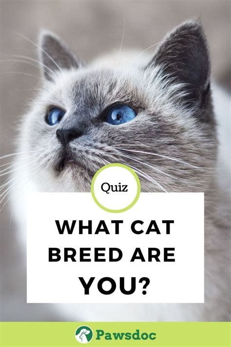 cat breed quiz