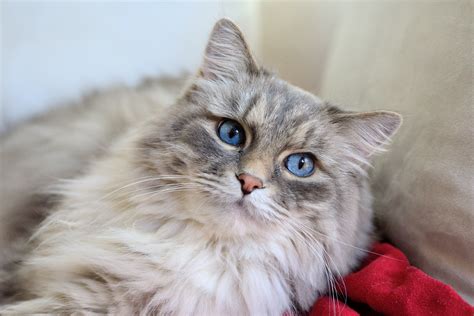 cat breeds fluffy