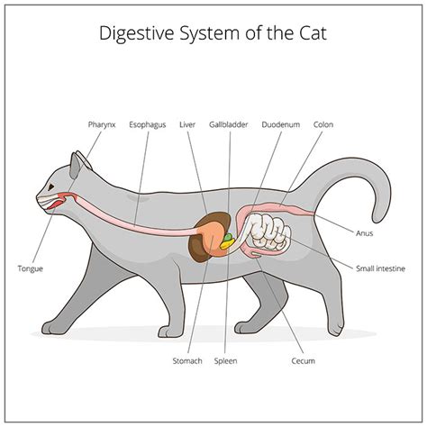 cat cecum drawn