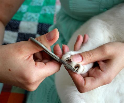 cat claw trimming