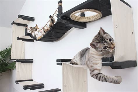 cat climber