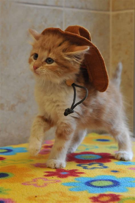 cat cowboy hat