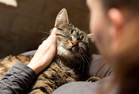 cat cuddlers