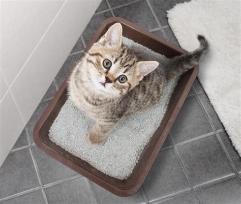 cat defecating outside litter box