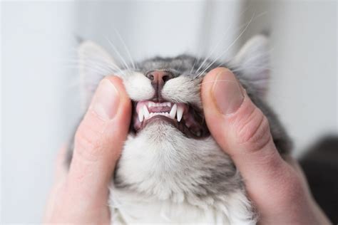 cat dental