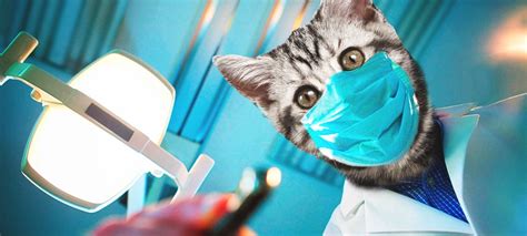 cat dentist