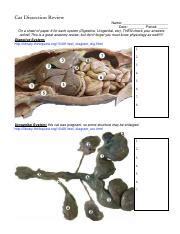 cat dissection review exercise 8 PDF