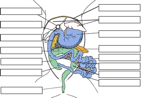 cat dissection worksheet answer key PDF