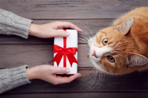 cat gifts