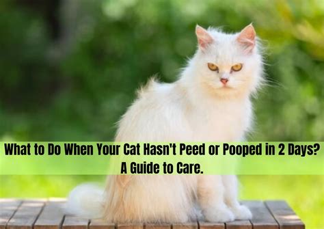 cat hasn't pooped in 2 days