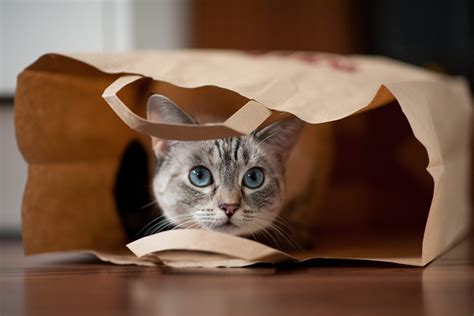 cat in the bag