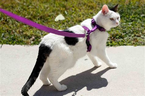 cat on a leash