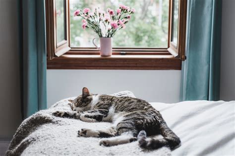 cat on bed