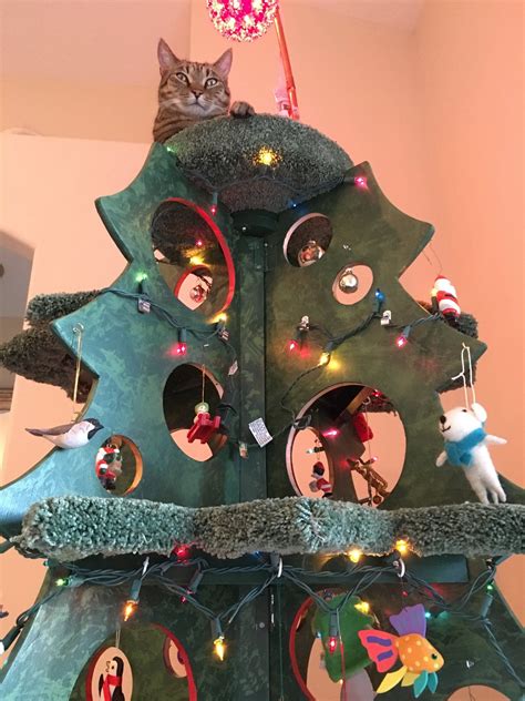 cat on christmas tree