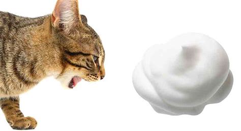 cat puking foam