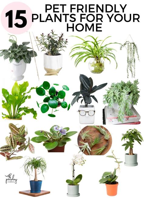 cat safe houseplants