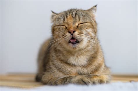 cat sneezing a lot