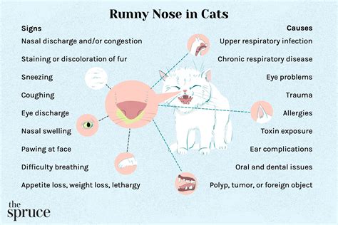 cat sneezing and runny nose