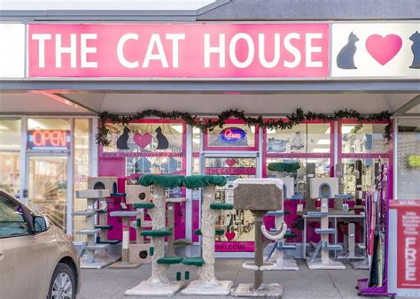 cat store near me