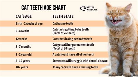 cat teeth age chart