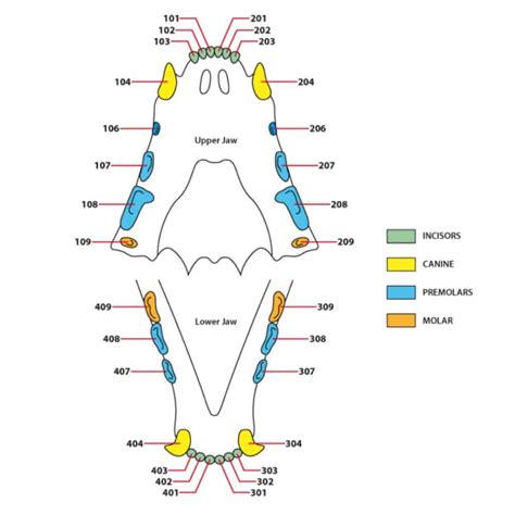 cat teeth diagram