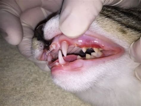 cat tooth infection