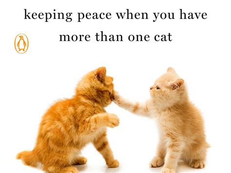 cat vs cat keeping peace when you have more than one cat Epub