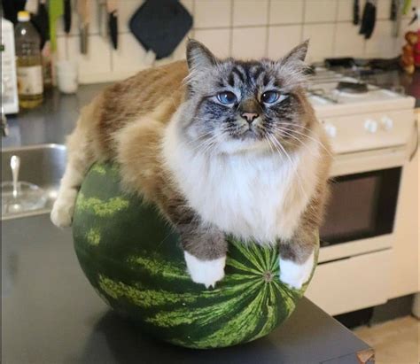 cat watermelon