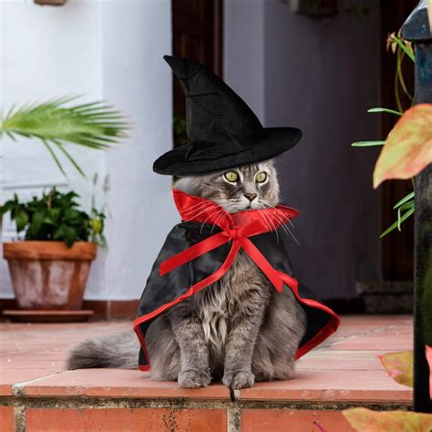 cat witch hat