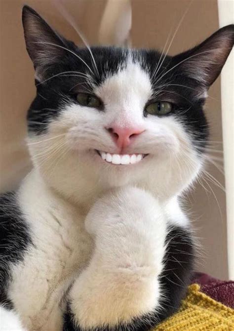 cat with human teeth