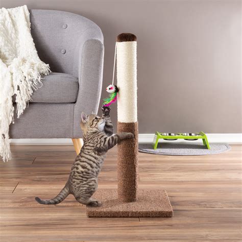 cat with scratching post