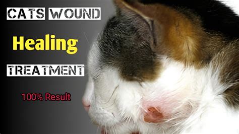 cat wound treatment