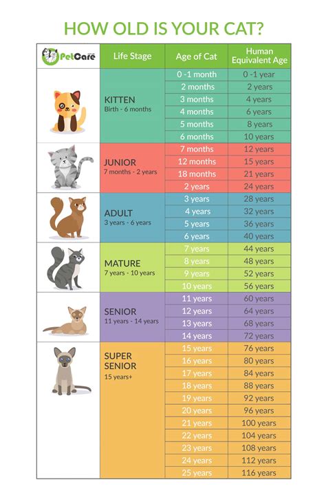 Cat Year Chart