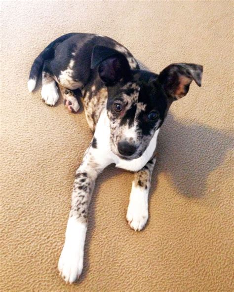 catahoula cattle dog mix